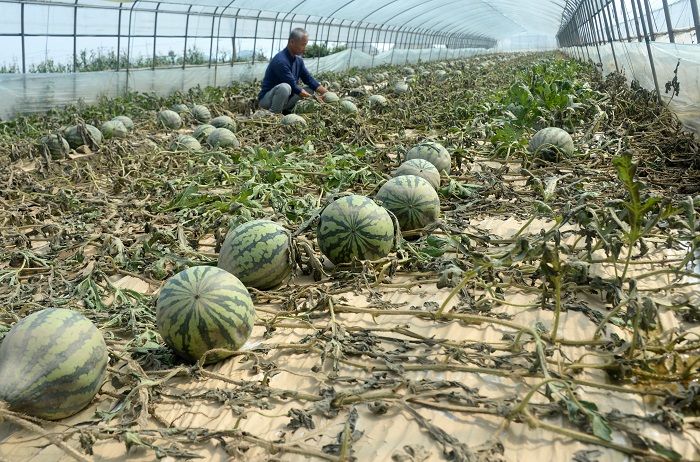 ▲지난 여름 집중호우로 인해 피해를 입은 전북 익산시 망성면에서 한 수박농장 주인이 물에 잠겨 폐기할 수박을 애처롭게 바라보고 있다. (사진/뉴시스)
