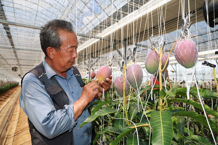 ▲경남 산청군 신안면 초원농원에서 박종원 산청망고작목회장이 지리산 자락의 풍부한 일조량과 청정한 기후로 생산된 올해 첫 산청 애플망고를 수확하고 있다. (사진=산청군 제공)