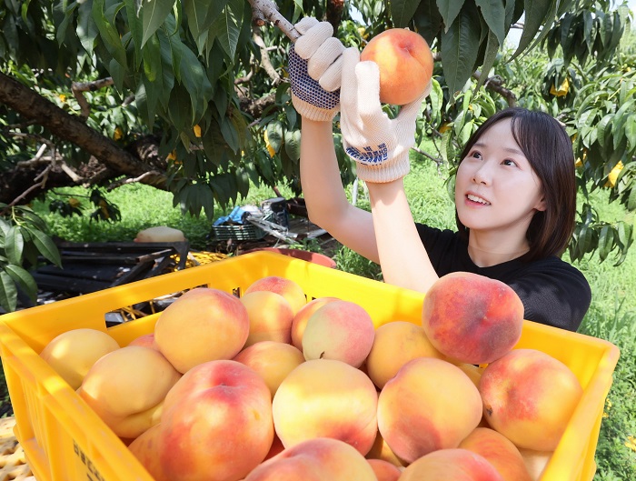 ▲최고 품질의 임실 과수 특산물 '임실N복숭아'의 홍보차 전북 임실군의 복숭아 농가를 찾은 임실군청 공무원이 복숭아 수확일을 돕고 있다. (사진=임실군 제공)